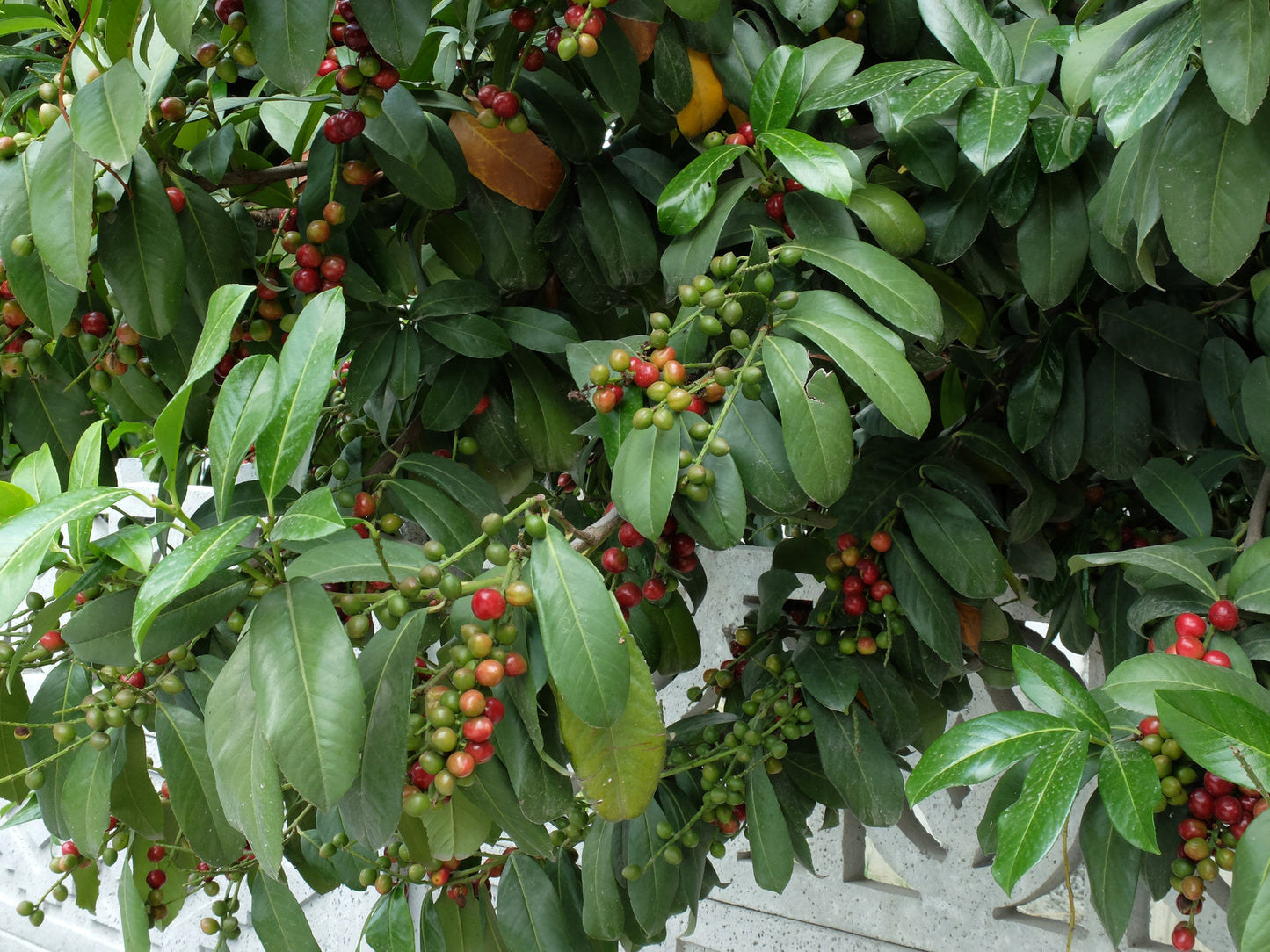 CHERRY-SHRUB CUTIE PIE / CUTIE PIE DWARF SOUR CHERRY