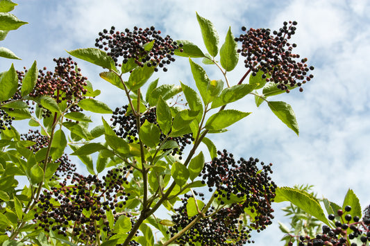 ELDERBERRY VICTORIA / VICTORIA ELDERBERRY