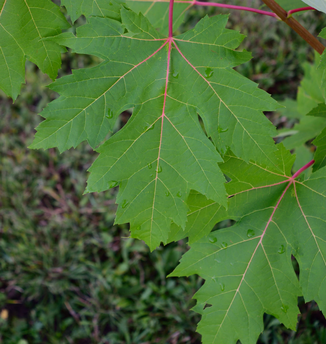 ACER SACCHARINUM / SILVER MAPLE