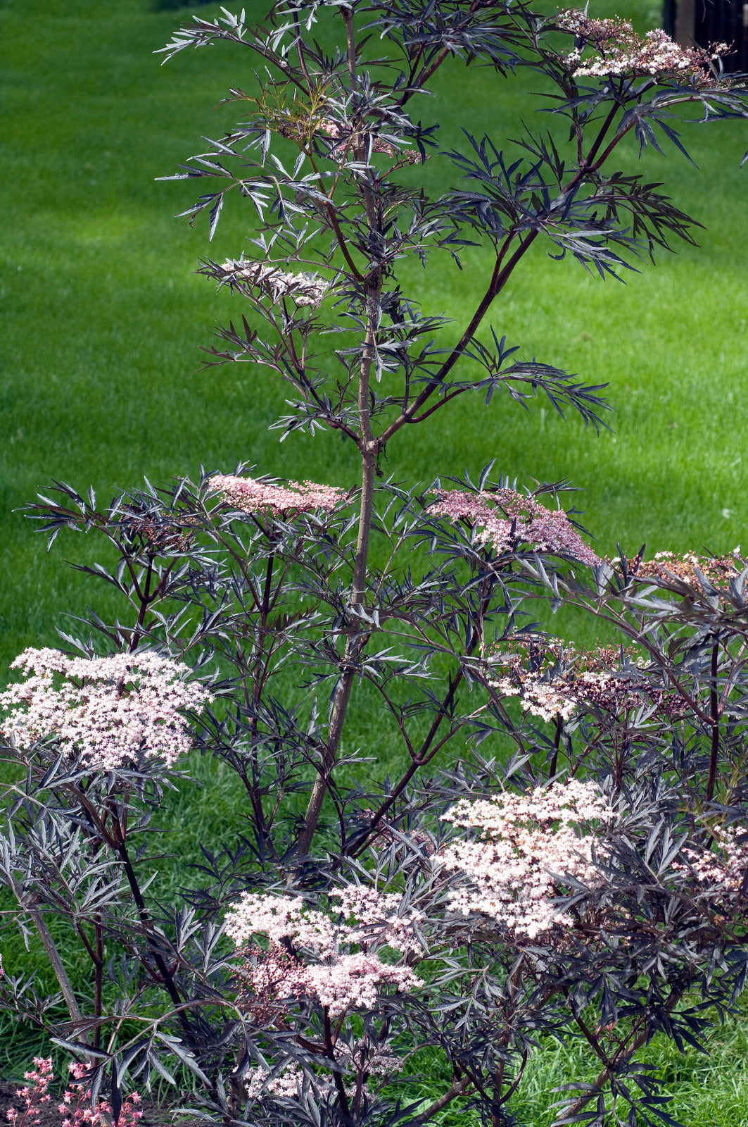 SAMBUCUS NIGRA LACED UP / LACED UP® ELDERBERRY