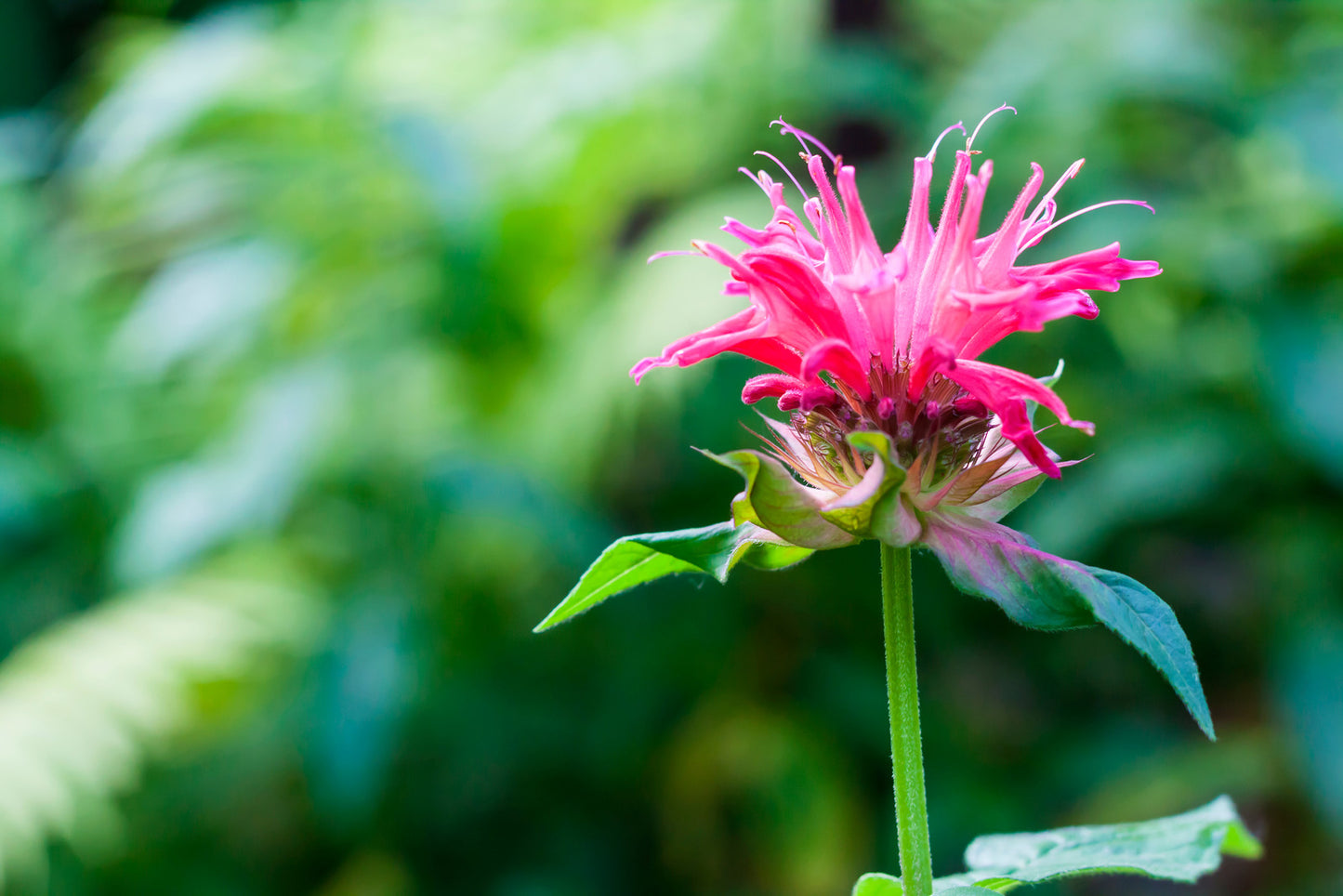 MONARDA X RASPBERRY WINE / BEE BALM