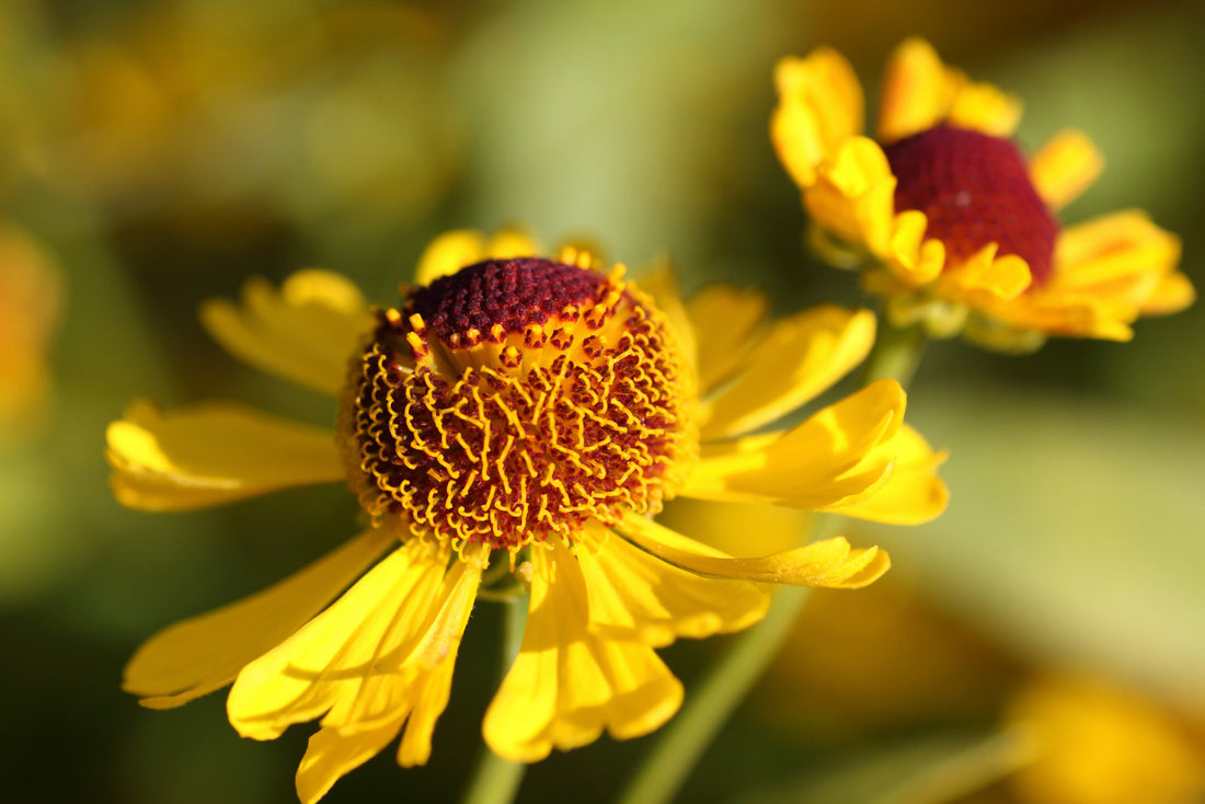 HELENIUM AUTUMNALE / SNEEZEWEED