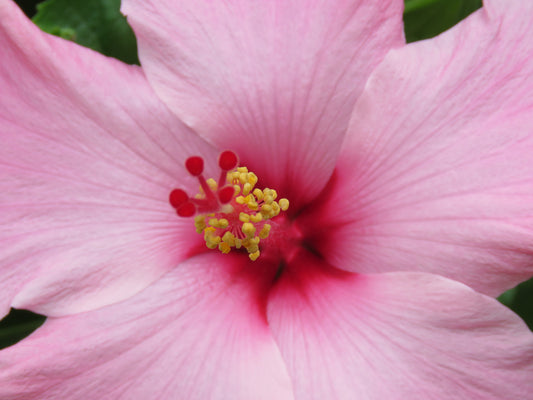 HIBISCUS X SUMMERIFIC® EDGE OF NIGHT / ROSE MALLOW