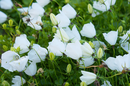 CAMPANULA CARPATICA PEARL WHITE / CARPATHIAN BELLFLOWER