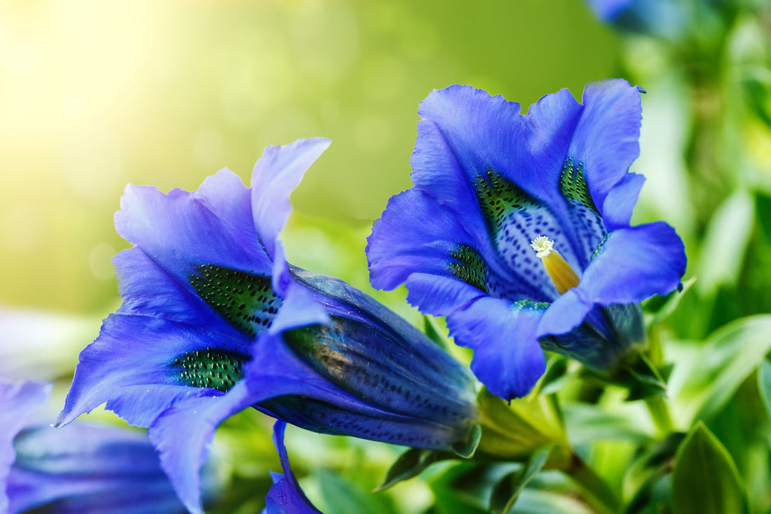 GENTIANA X TRUE BLUE / GENTIAN