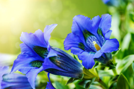 GENTIANA X TRUE BLUE / GENTIAN