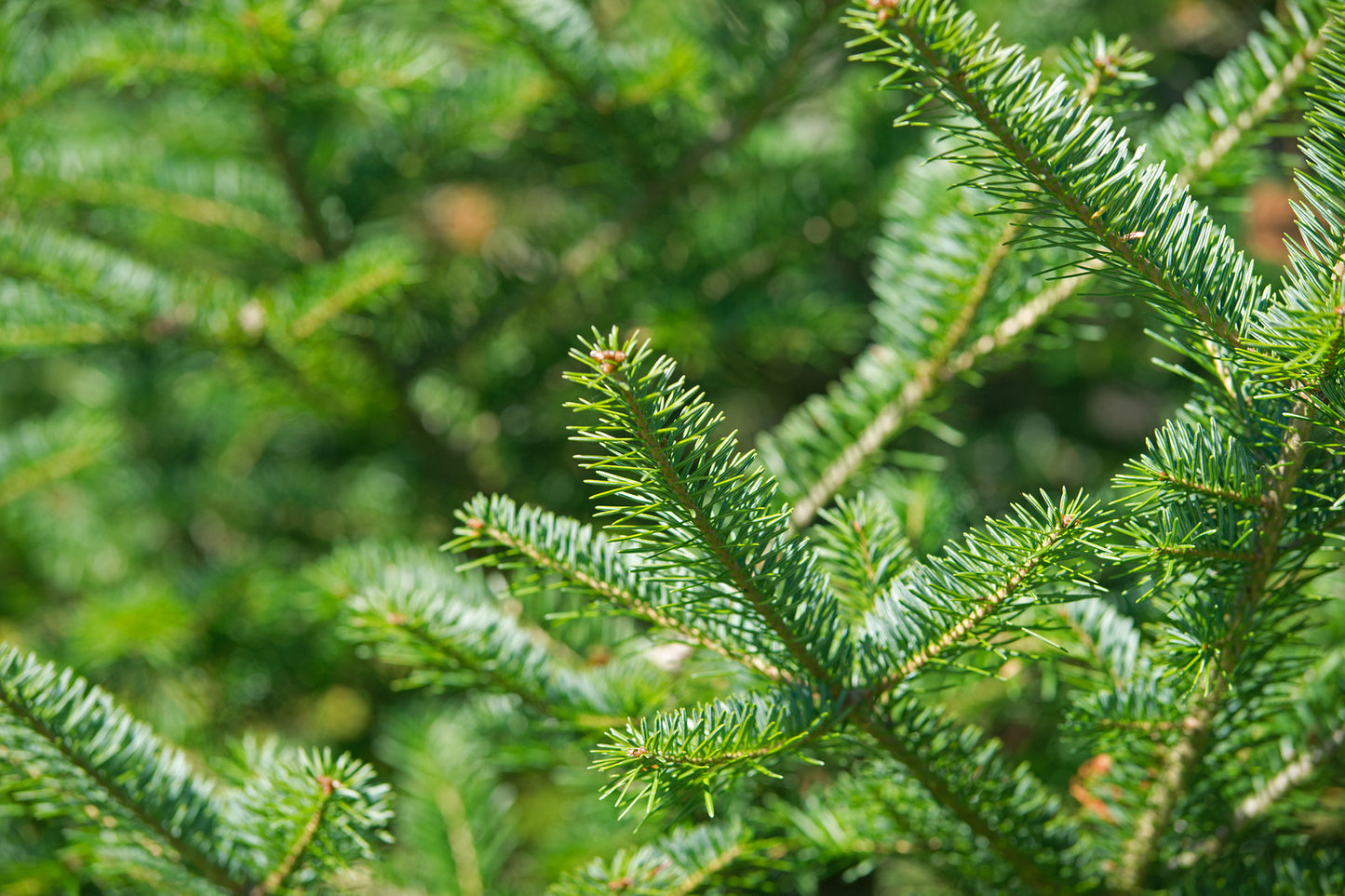 ABIES BALSAMEA / BALSAM FIR