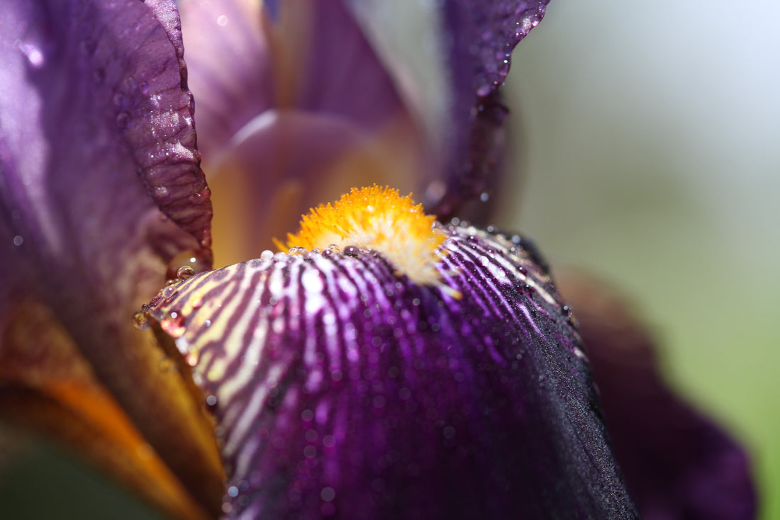 IRIS GERMANICA BLACK SWAN / TALL BEARDED IRIS