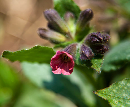 PULMONARIA X MAJESTE / LUNGWORT