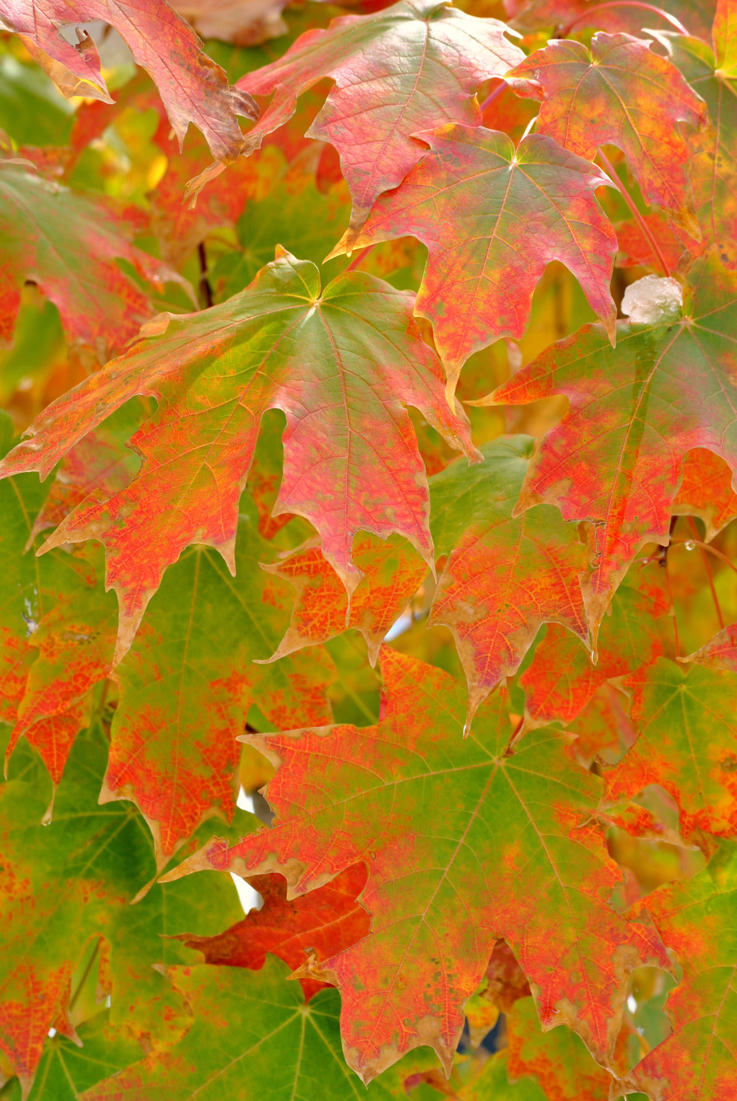 ACER SACCHARUM / SUGAR MAPLE