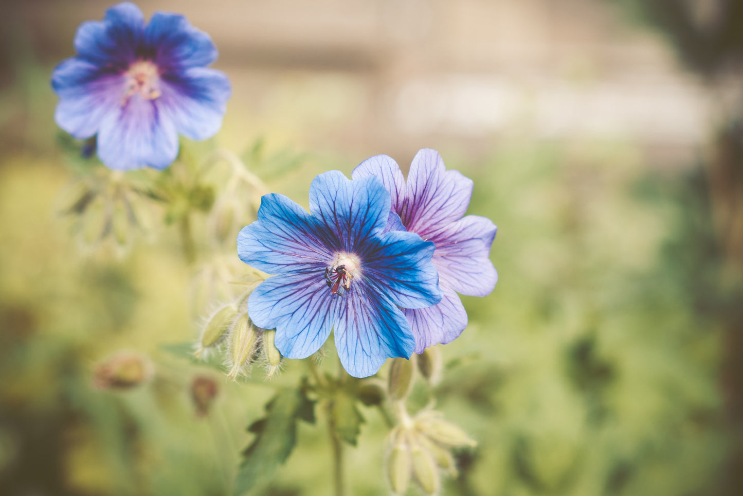 GERANIUM PRATENSE BOOM CHOCOLATTA / GERANIUM