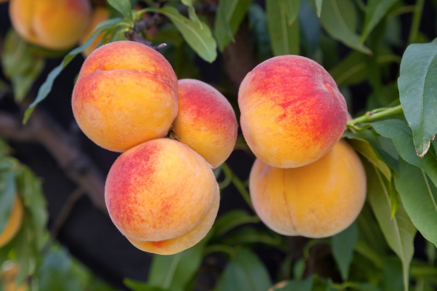 PEACH BABY GOLD 5 / BABY GOLD 5 PEACH