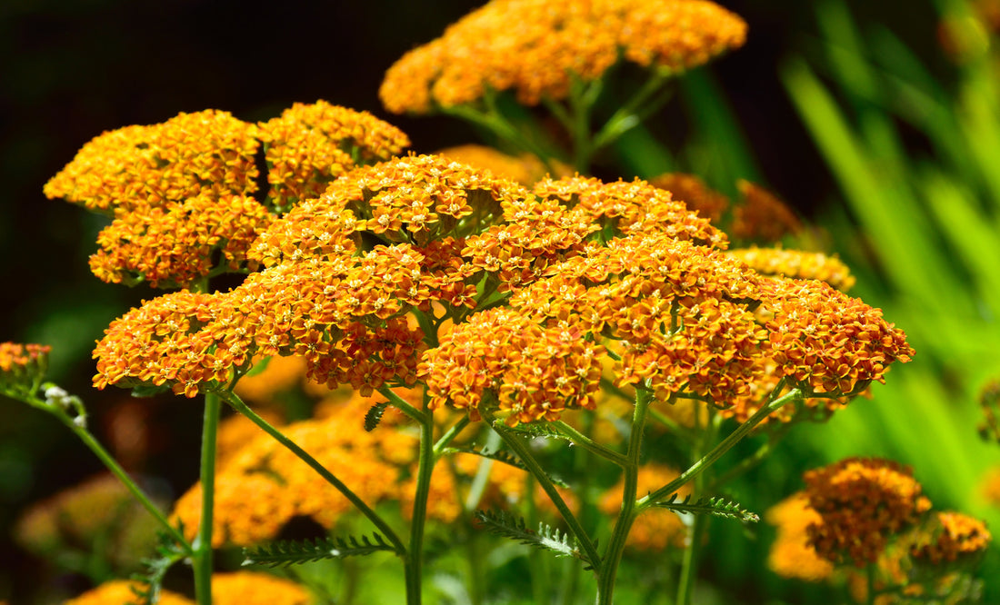 ACHILLEA X SASSY SUMMER SUNSET / YARROW