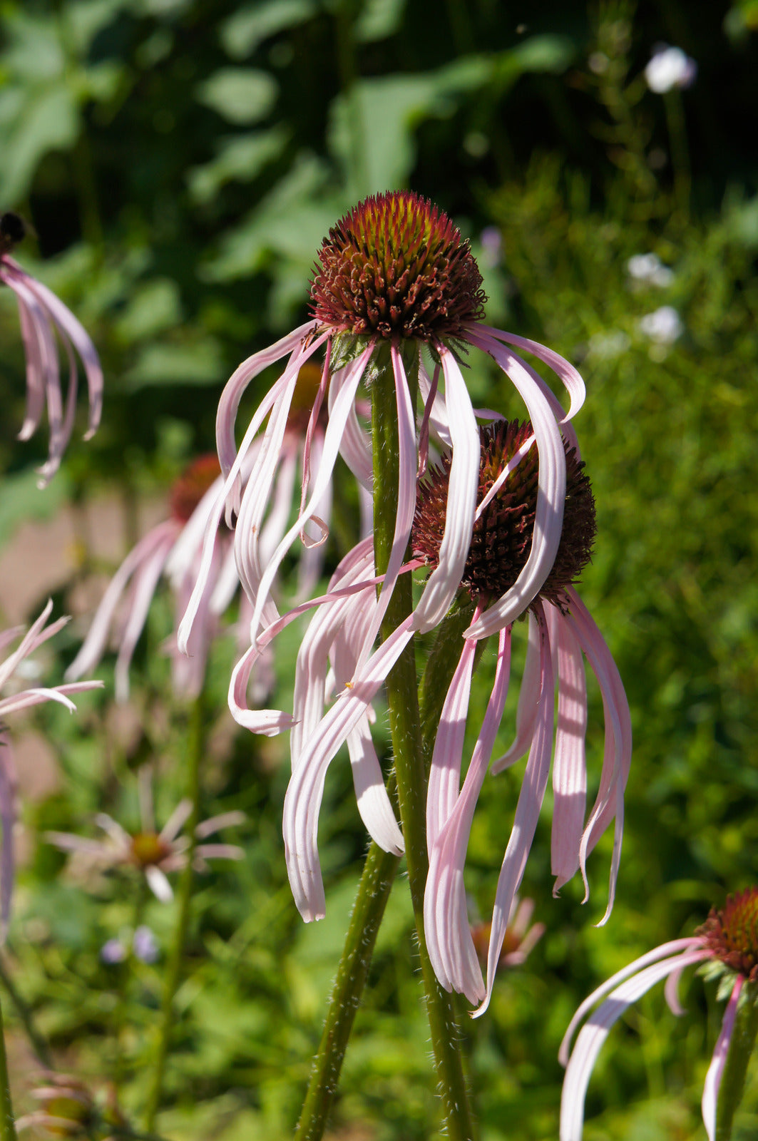 ECHINACEA PALLIDA / PALE PURPLE CONEFLOWER