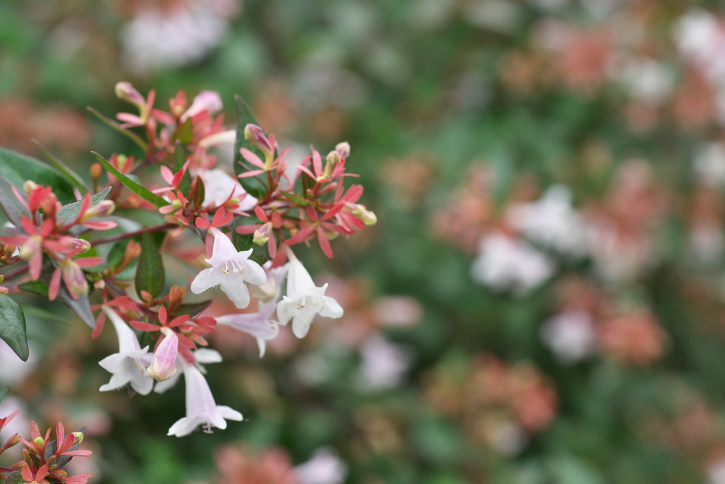 ABELIA MOSANENSIS / HARDY ABELIA