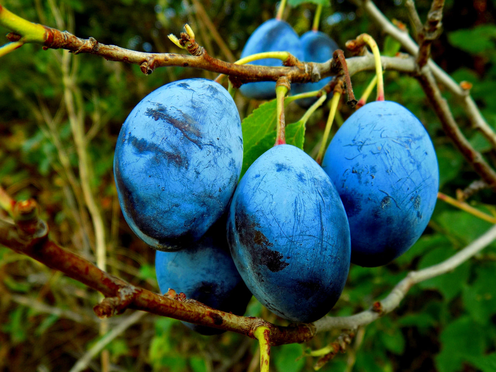 COMBO FRUIT TREE / FRUIT COCKTAIL