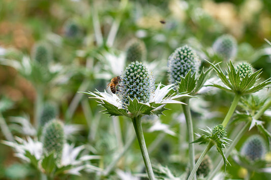 ERYNGIUM YUCCIFOLIUM / RATTLESNAKE MASTER