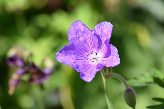 GERANIUM X BLUE SUNRISE / BLUE SUNRISE GERANIUM