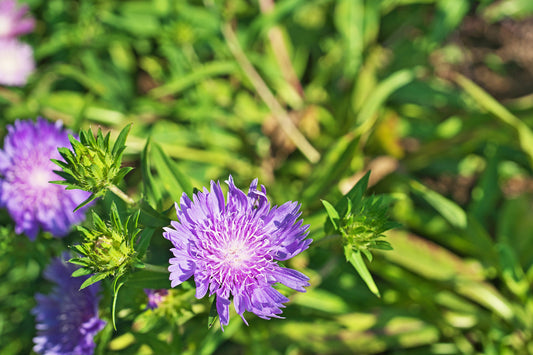 STOKESIA LAEVIS HONEYSONG PURPLE / STOKES' ASTER