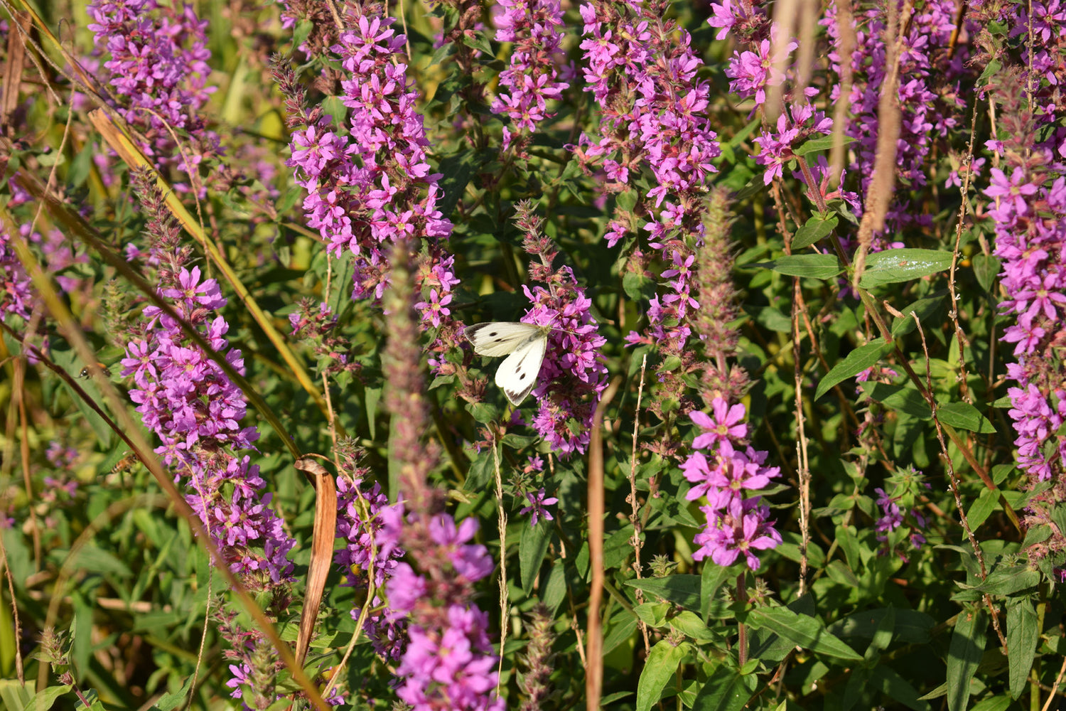 AMORPHA CANESCENS / LEAD PLANT