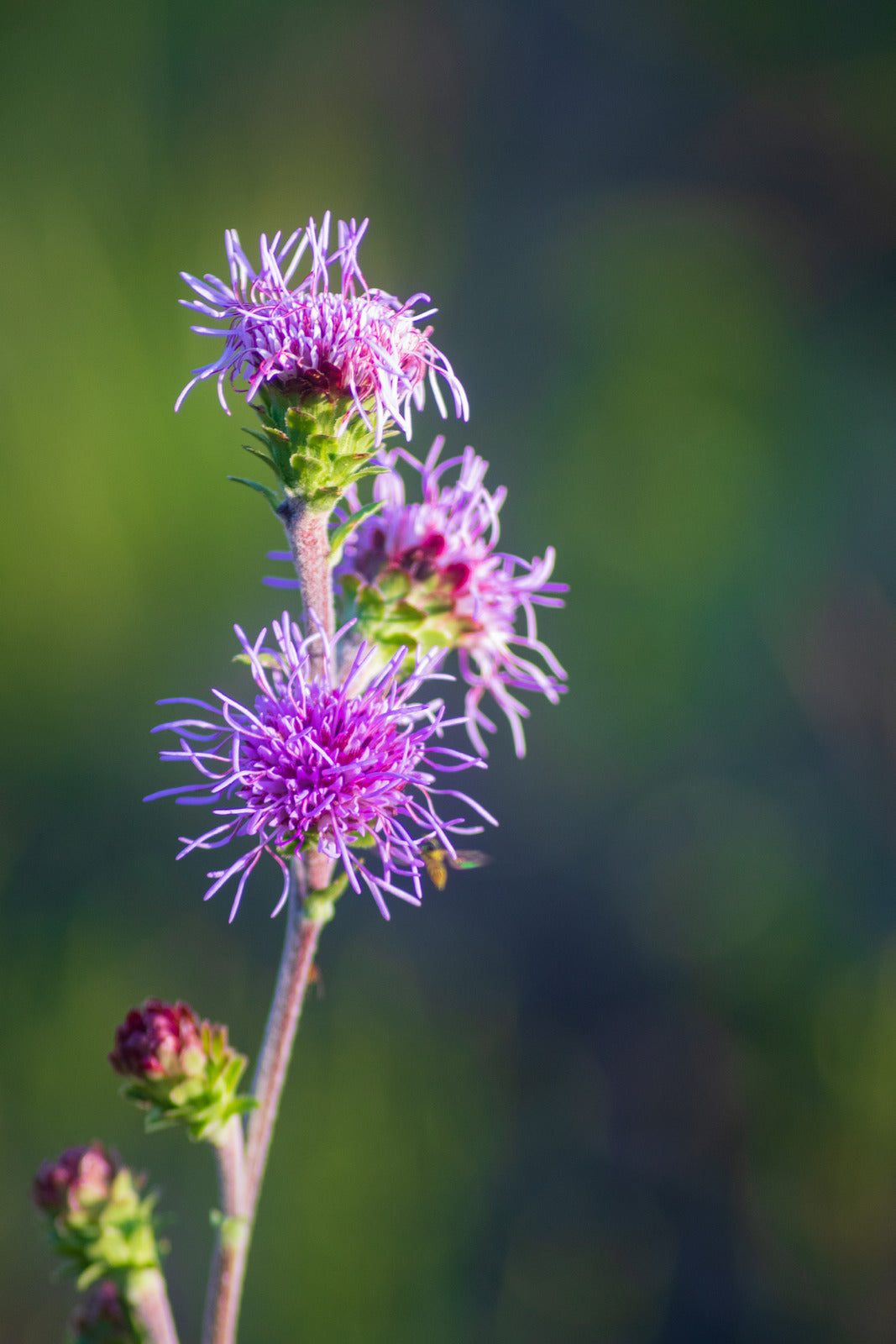 LIATRIS ASPERA / ROUGH BLAZING STAR