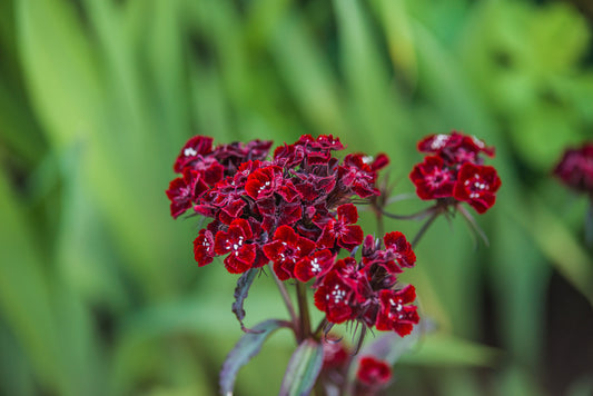 DIANTHUS BARBATUS SCARLET FEVER / SWEET WILLIAM