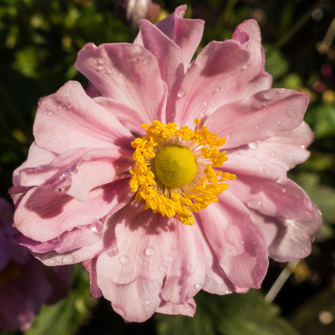 ANEMONE X HYBRIDA POCAHONTAS / JAPANESE ANEMONE