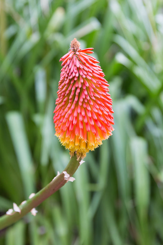 KNIPHOFIA UVARIA / RED HOT POKER