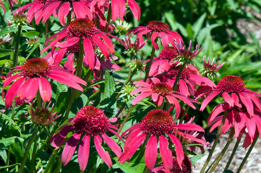 ECHINACEA X DOUBLE SCOOP™ BUBBLE GUM / BUBBLE GUM CONEFLOWER