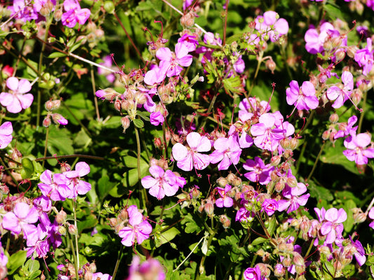 GERANIUM X CANTABRIGIENSE CAMBRIDGE / DWARF CRANESBILL