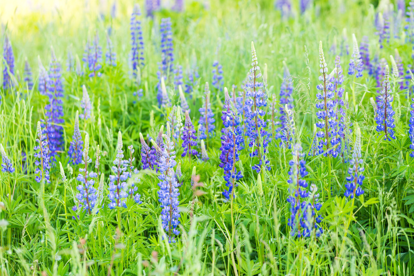LUPINUS PERENNIS / SUNDIAL LUPINE