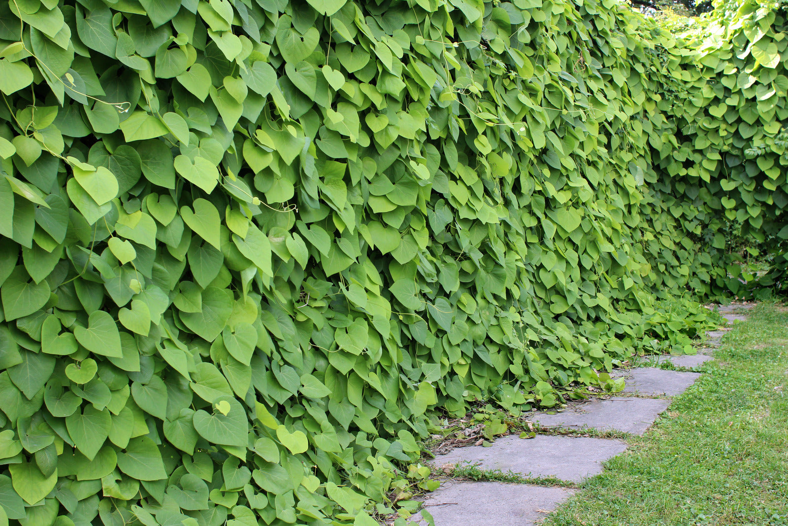 ARISTOLOCHIA DURIOR / DUTCHMAN&