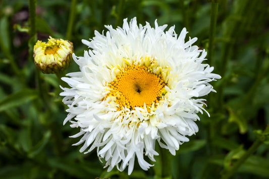 LEUCANTHEMUM X SUPERBUM CRAZY DAISY / SHASTA DAISY