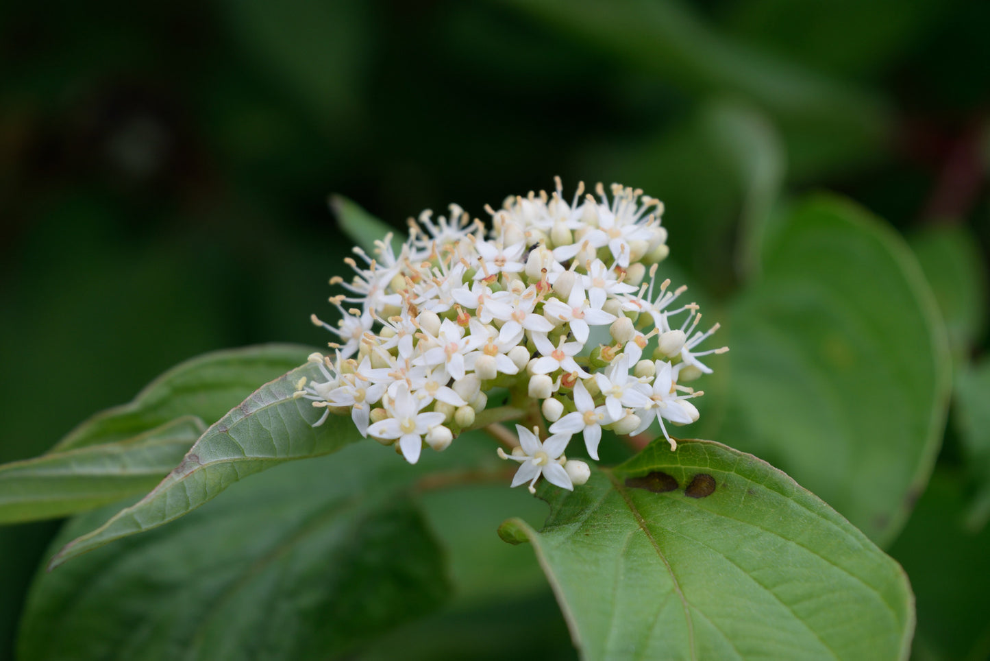 CORNUS SERICEA KELSEYI / KELSEY RED OSIER DOGWOOD