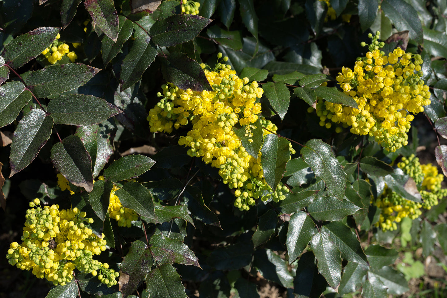 MAHONIA AQUIFOLIUM / OREGON GRAPE-HOLLY