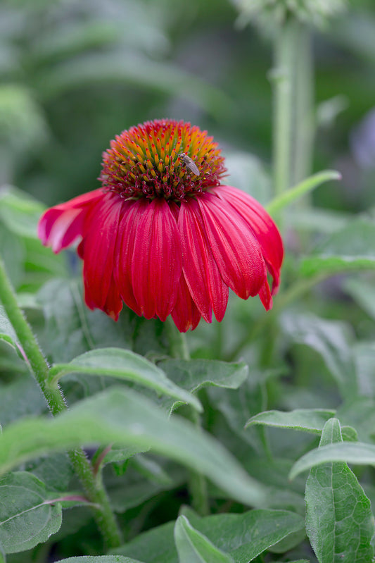 ECHINACEA X SOMBRERO® SALSA RED / SALSA RED CONEFLOWER