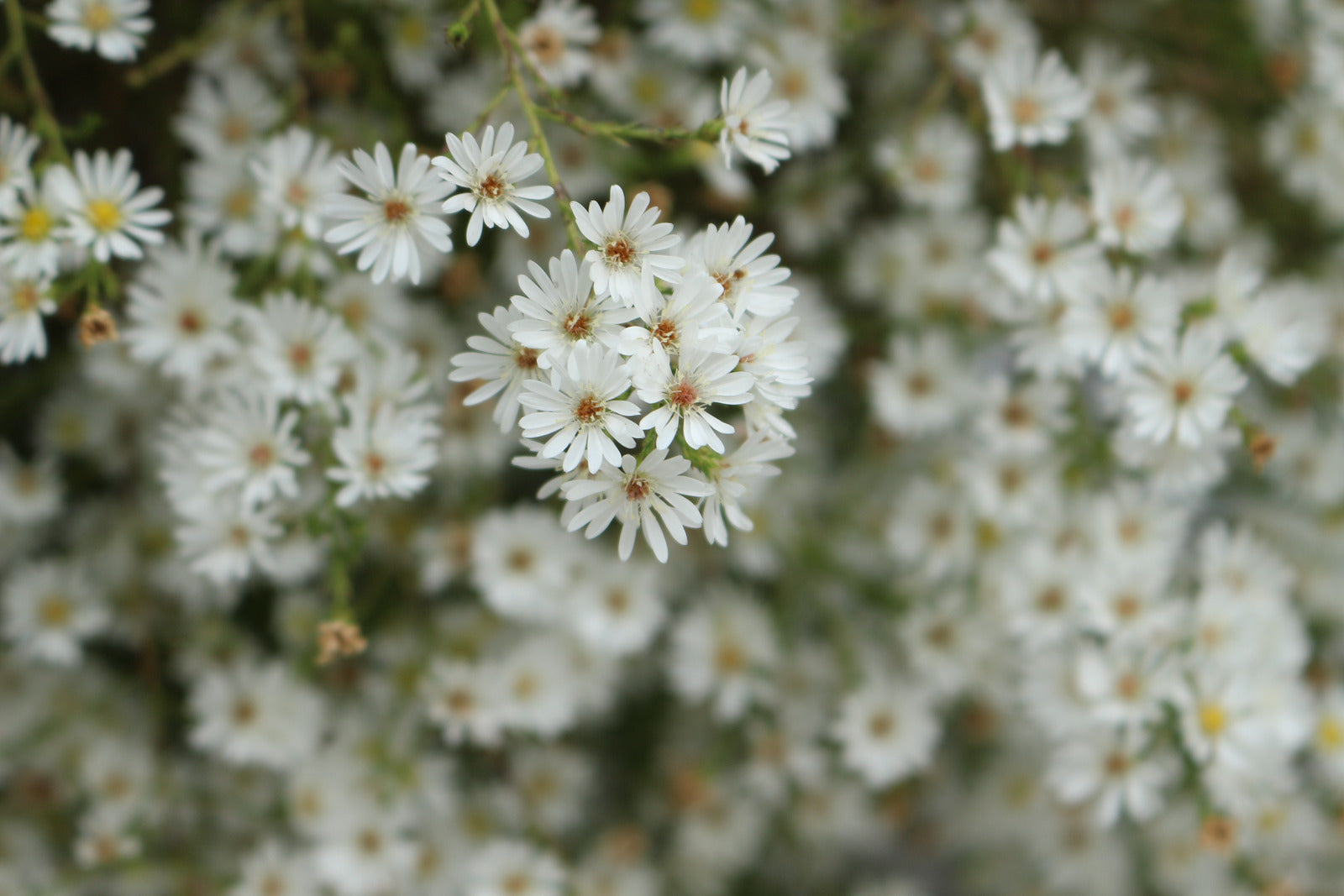 ASTER ERICOIDES / HEATH ASTER