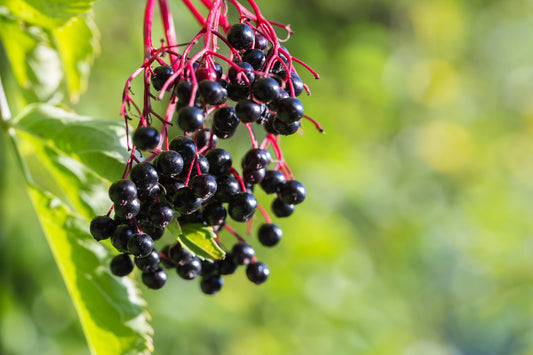 ELDERBERRY SCOTIA / SCOTIA ELDERBERRY