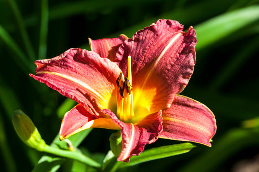 HEMEROCALLIS LITTLE WINE CUP / DAYLILY