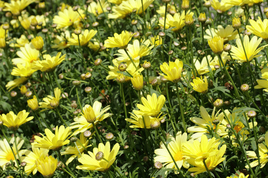 LEUCANTHEMUM X SUPERBUM GOLDFINCH / SHASTA DAISY