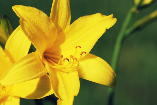 HEMEROCALLIS FLAVA / LEMON LILY