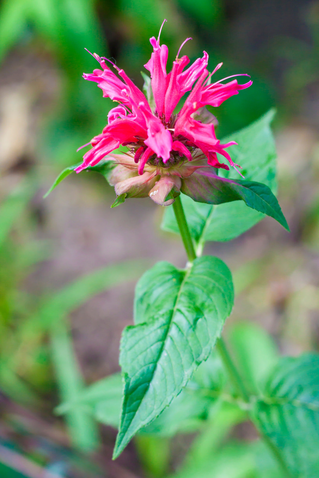 MONARDA DIDYMA / BEEBALM