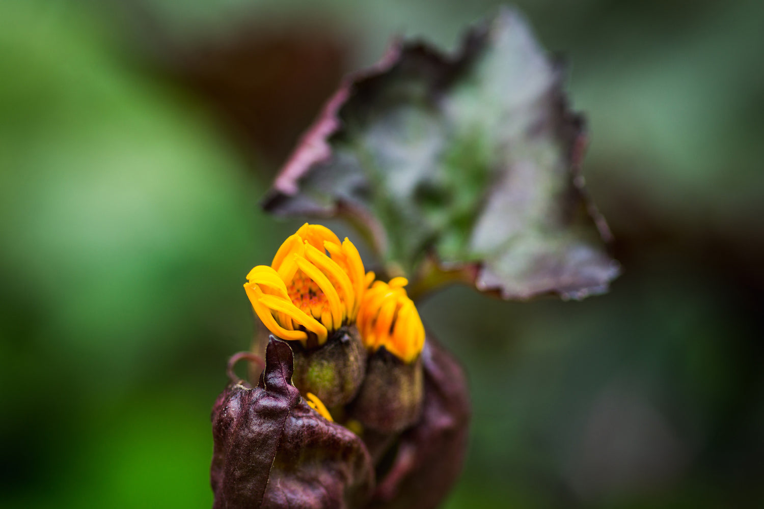 LIGULARIA DENTATA PANDORA / PANDORA DWARF GOLDEN RAY