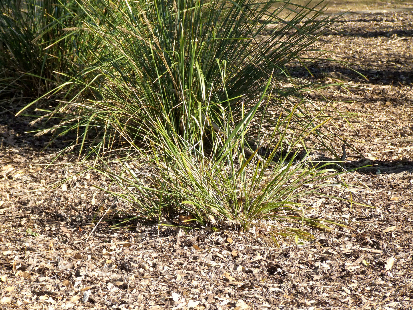 CAREX ROSEA / ROSY SEDGE