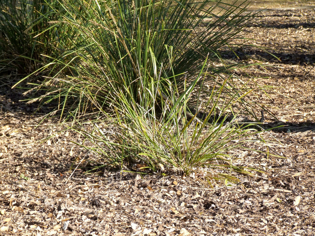 CAREX ROSEA / ROSY SEDGE