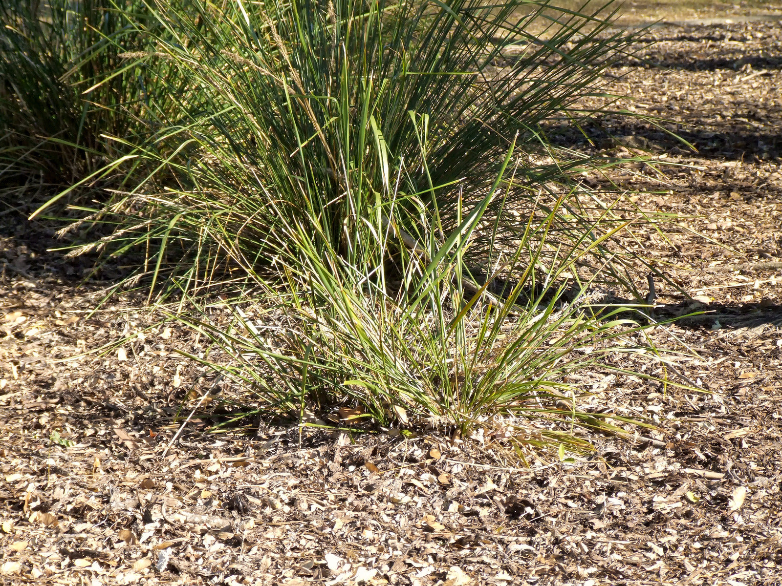 CAREX ROSEA / ROSY SEDGE