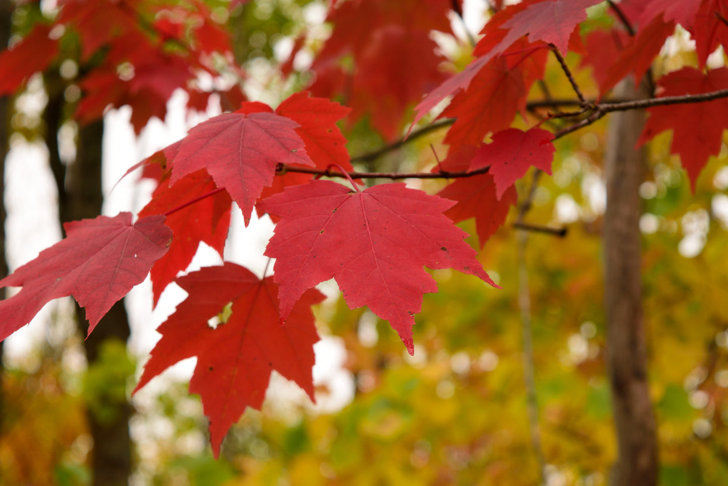 ACER RUBRUM / RED MAPLE