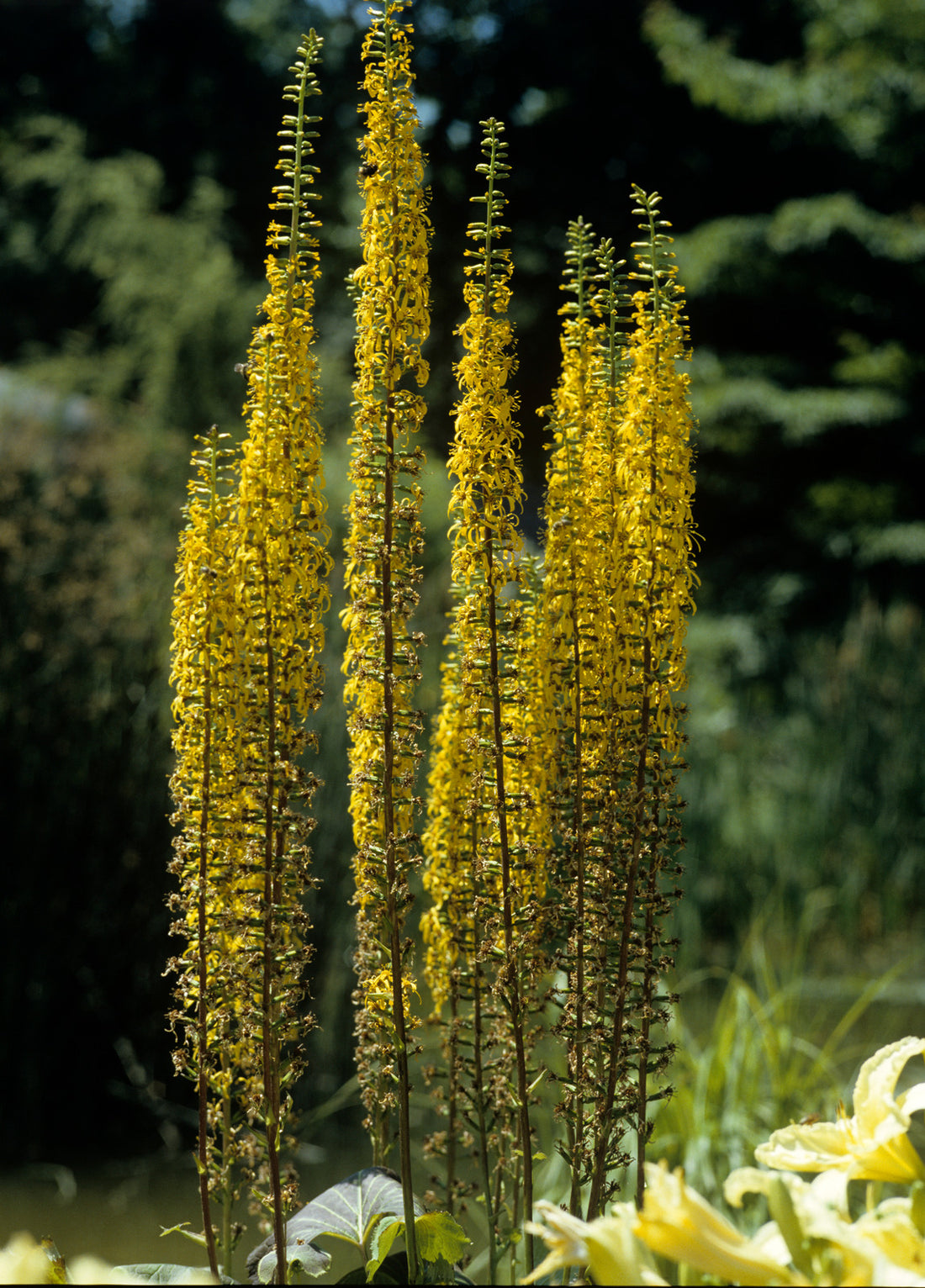 LIGULARIA PRZEWALSKII / GOLDEN RAY