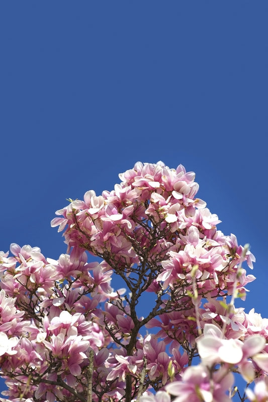 MAGNOLIA X SOULANGEANA / SAUCER MAGNOLIA