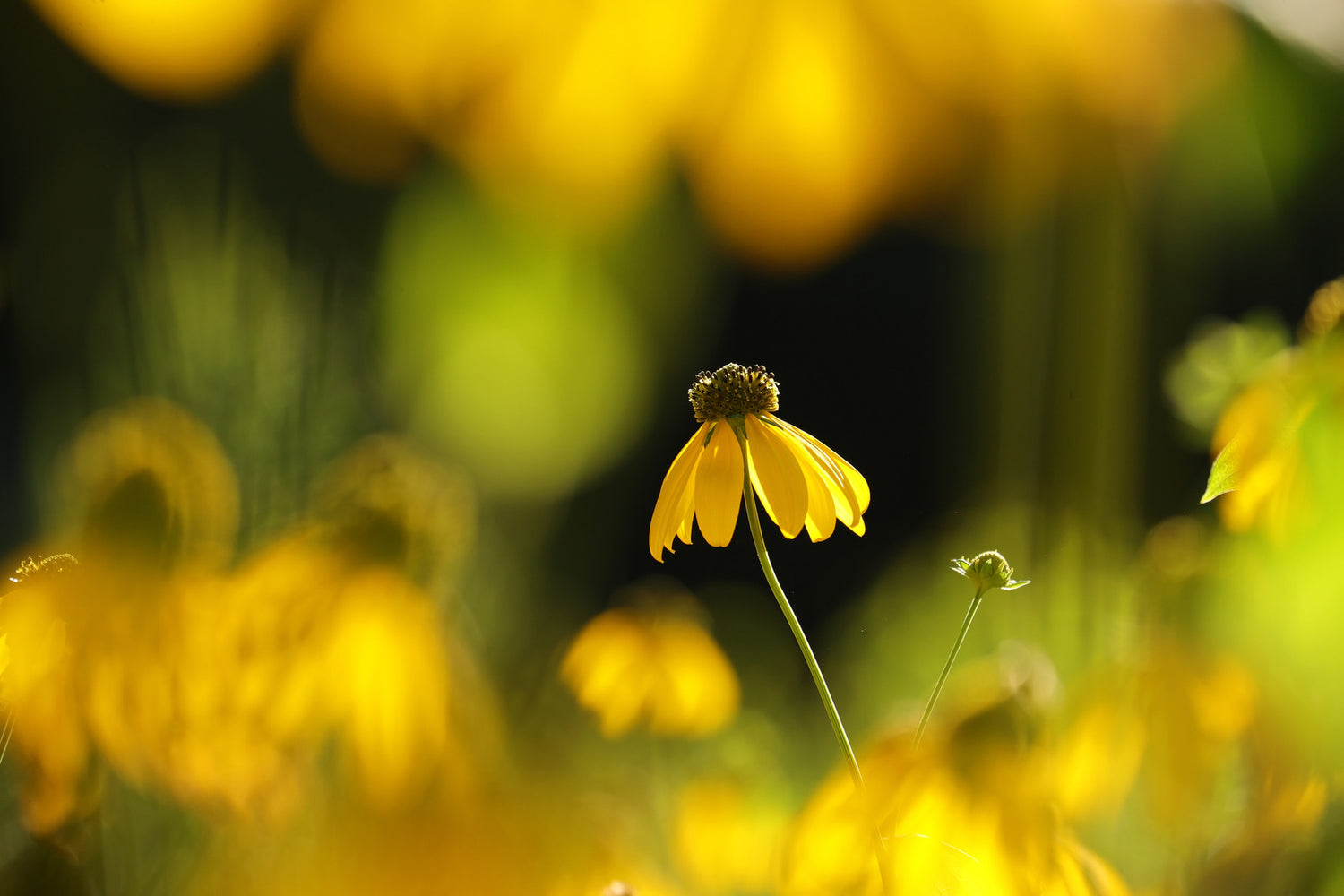 RUDBECKIA LACINIATA / CUTLEAF CONEFLOWER